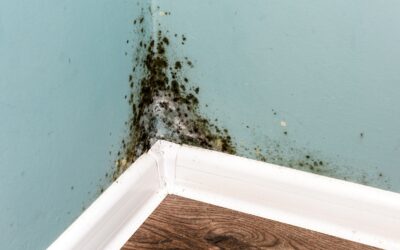 Does Homeowners Insurance Cover Mold?